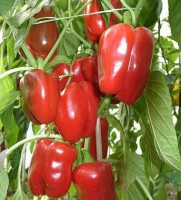 Februari paprika