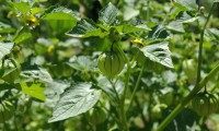maart Tomatillo