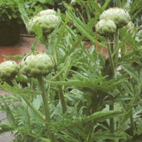 februari artichoke