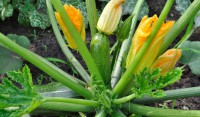 Maart courgettes