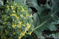 februari broccoli