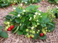 maart aardbeien